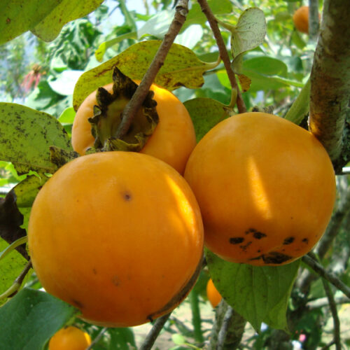 Frutales