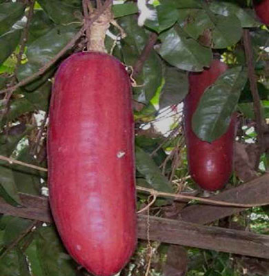 Calabaza de guía melona