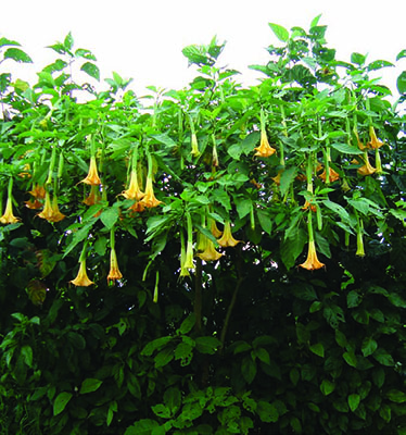 Floripondio Amarillo