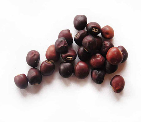Frijoles de arbusto