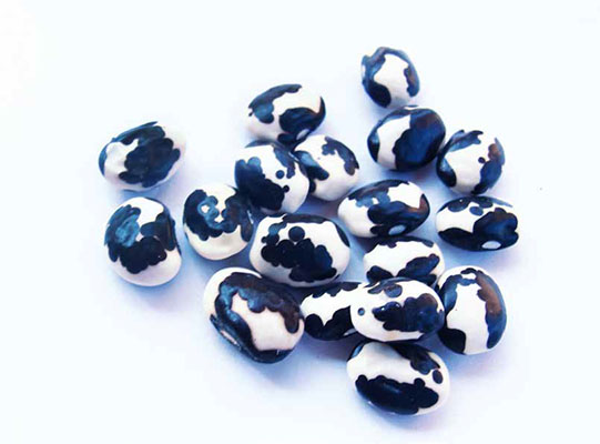 Frijol de mata vaquita