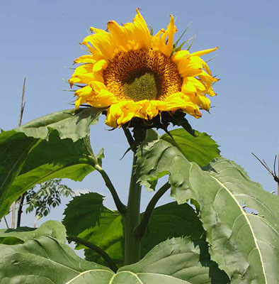 Girasol mammot