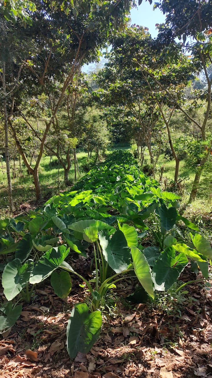 Malanga Punto negro - Imagen 2