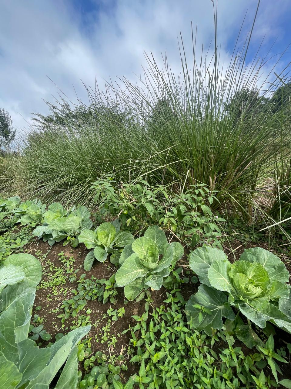 Vetiver - Imagen 2