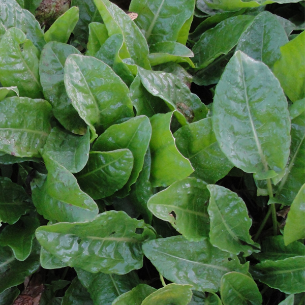 Acedera hoja ancha