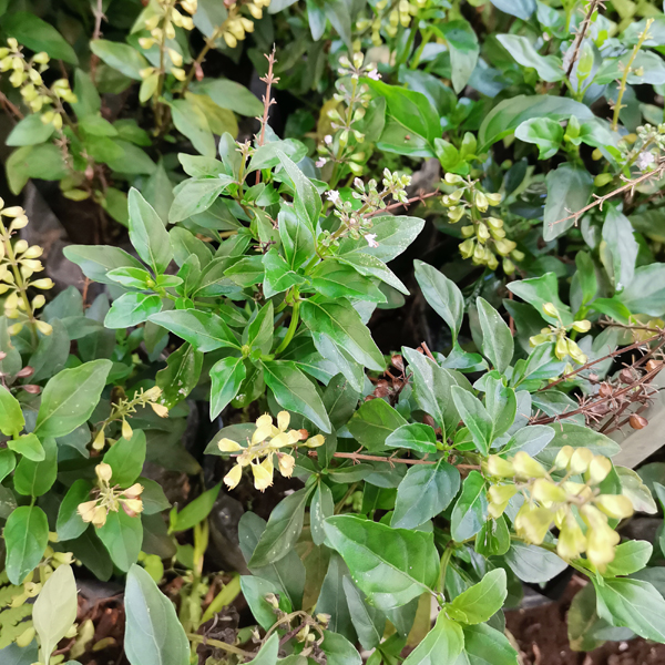 Albahaca anís