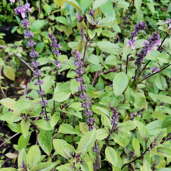 Albahaca morada