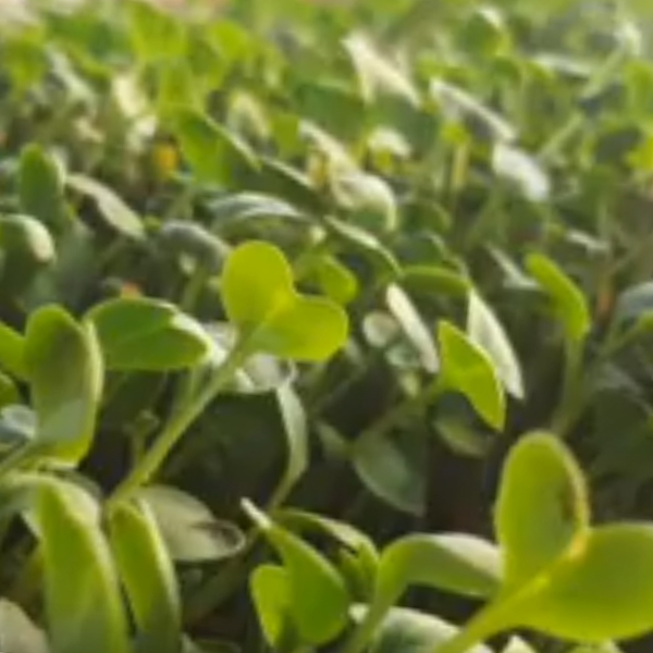 Alfalfa Tlacolula