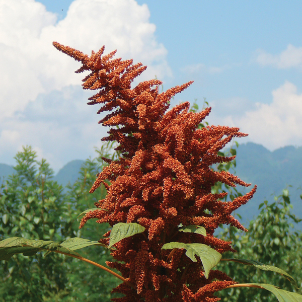 Amaranto dorado gigante (Amaranthus cruentus) - semilla ancestral de México - Las CAñadas