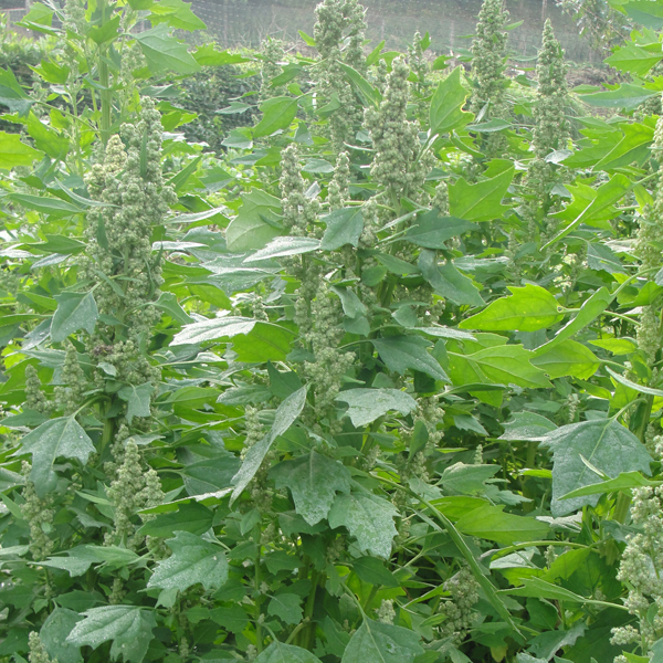 Amaranto verde arelic