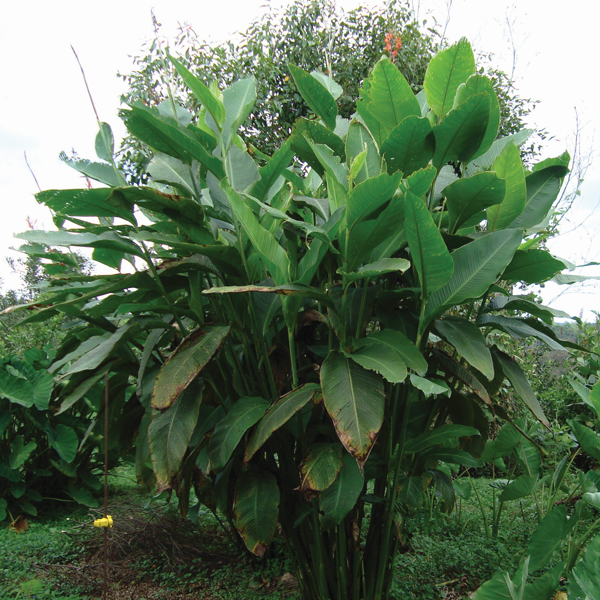 Chilalaca