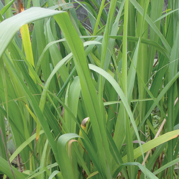 Citronela