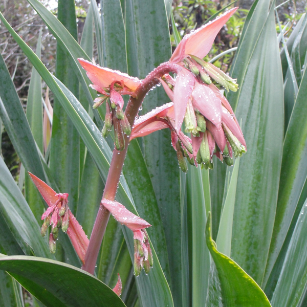 Lirio mexicano