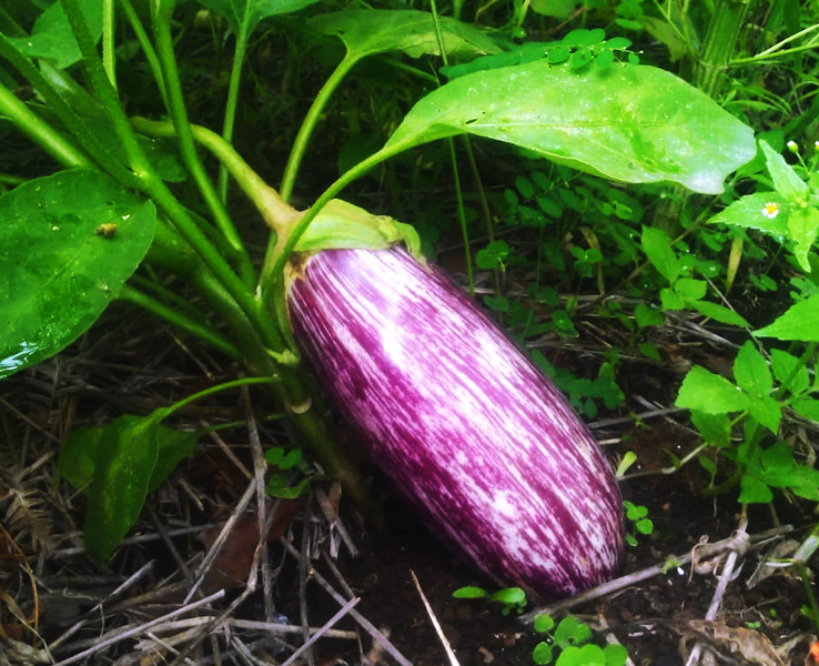 Berenjena listada
