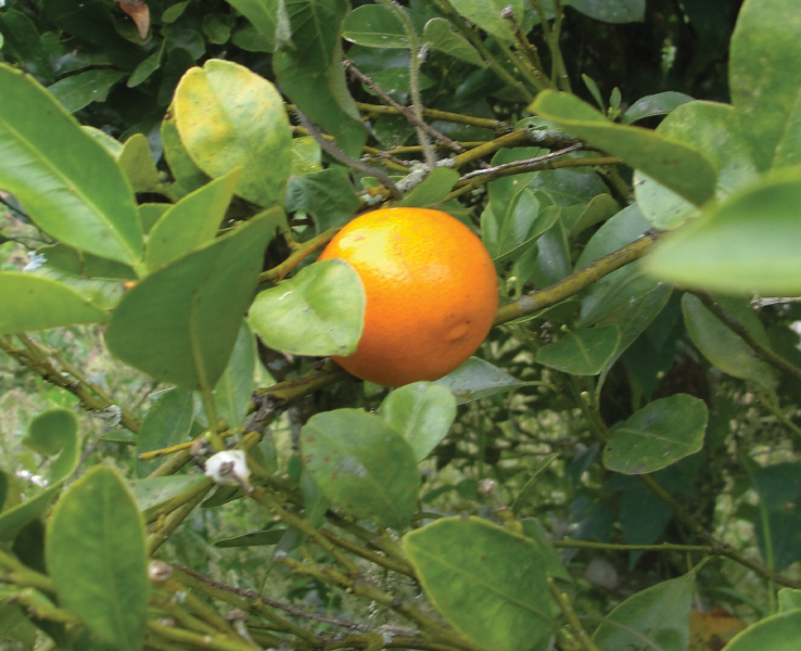 Calamondín