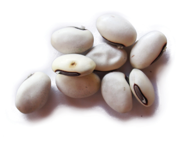 Canavalia