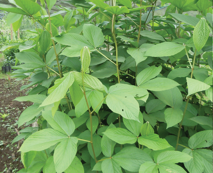Flemingia