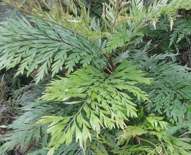Grevilea
