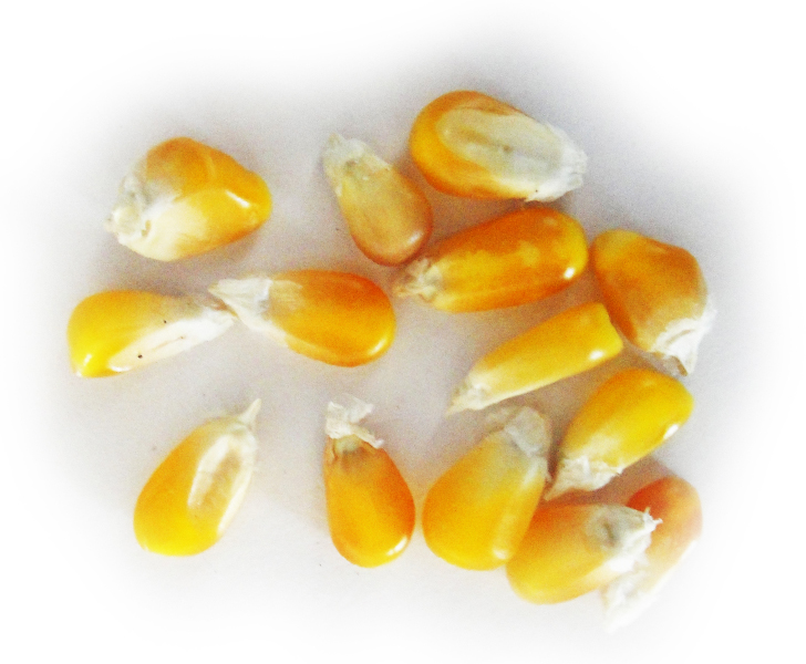 Maíz palomero amarillo grano chico