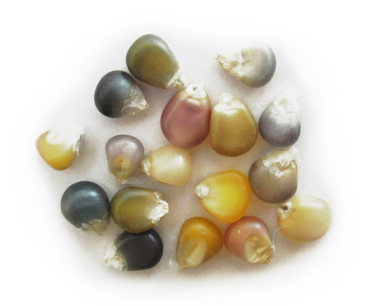 Maíz palomero arcoíris (Zea mays) - variedad multicolor para palomitas, nativa de Centroamérica