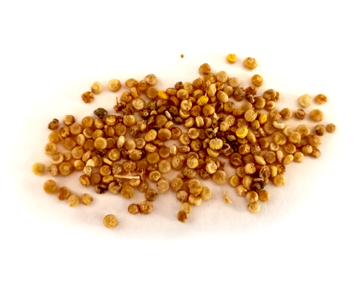 Quinoa apellewa