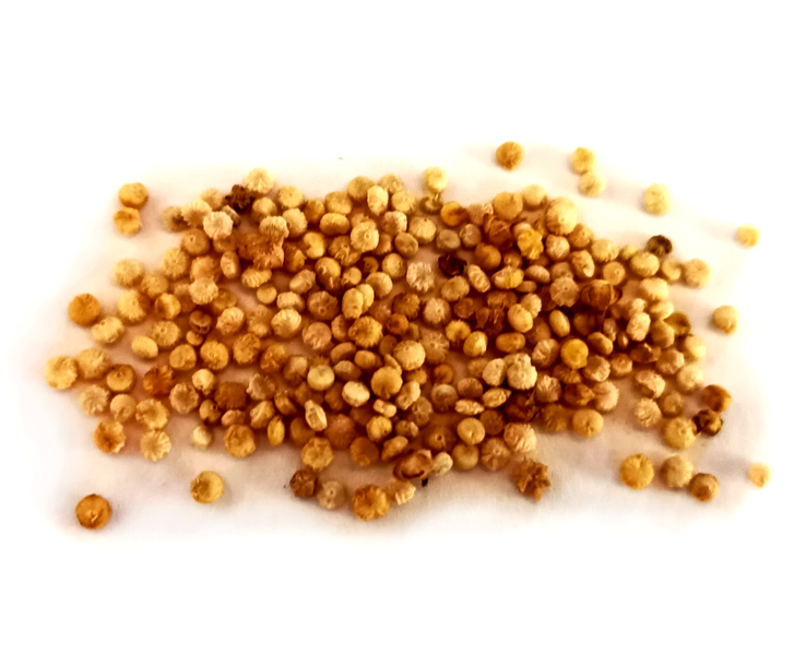 Quinoa cabeza roja
