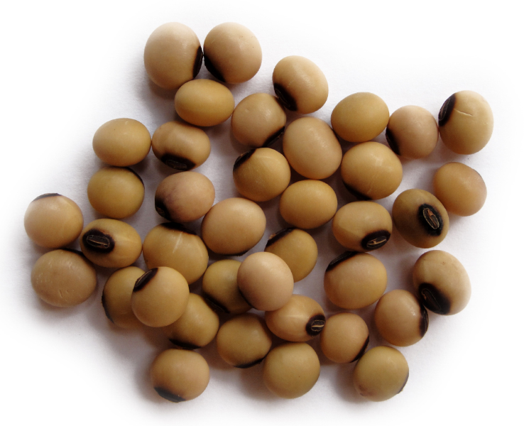 Soya huasteca 200