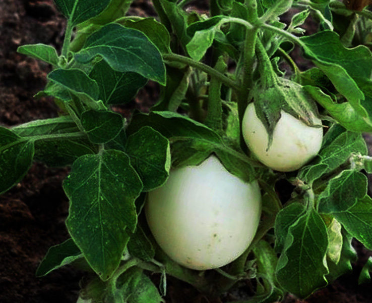 Berenjena huevo blanco