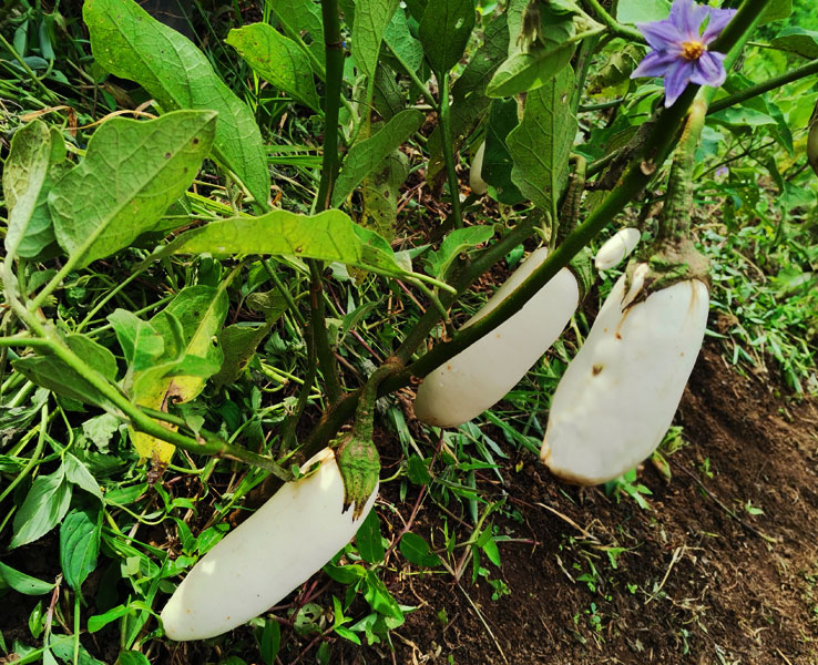 Berenjena larga blanca
