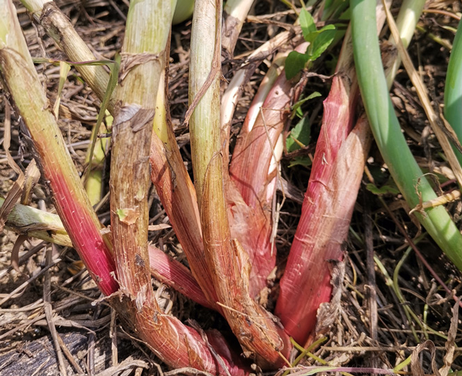 Cebolla welsh roja
