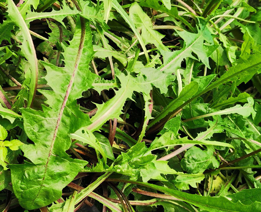 Diente de león
