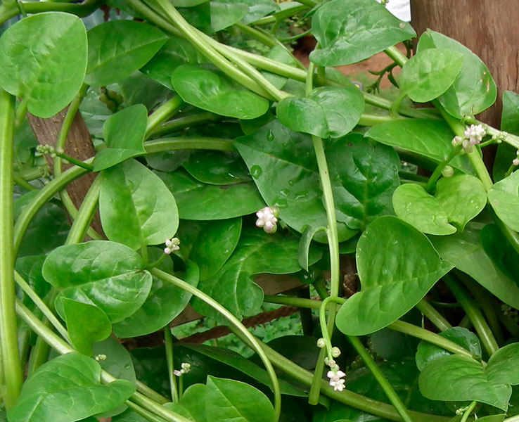 Espinaca malabar