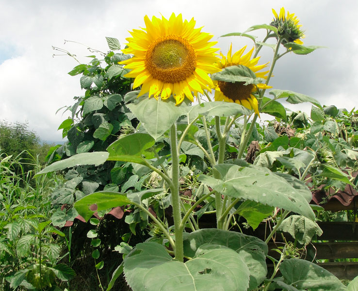Girasol aceitero