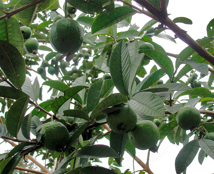 Guayaba Cubana