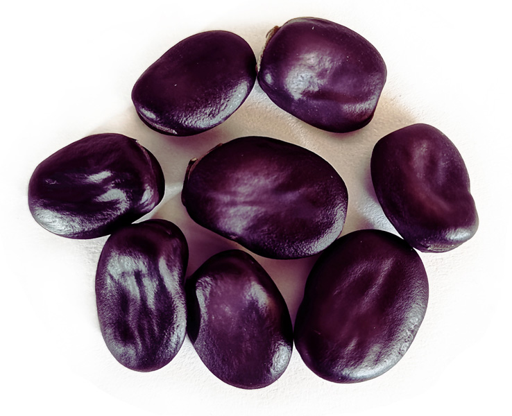 Haba grano violetto