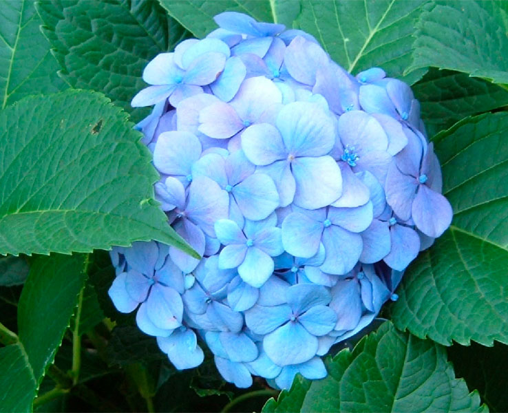 Hortensia