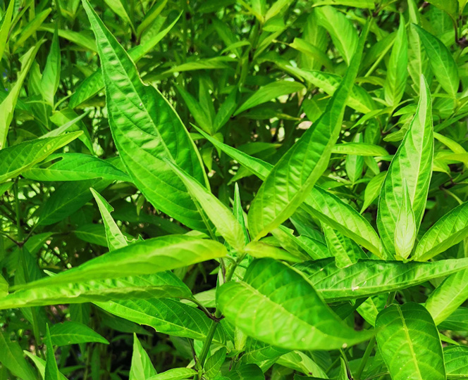 Insulina