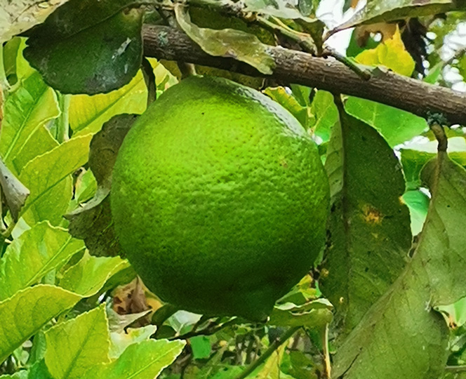 Limón Americano