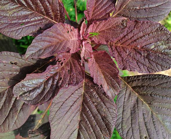Quelite morado (Amaranthus hybridus) planta nativa comestible y mejoradora de suelo - Las Cañadas