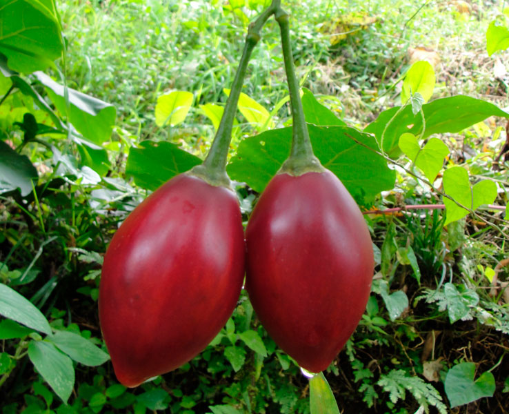 Tomate de árbol o berenjenilla rojo