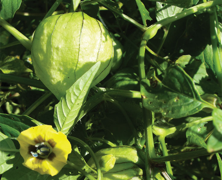 Tomate de cáscara otoño-invierno