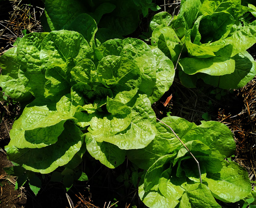 Lechuga Queensland