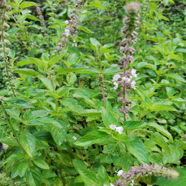 Albahaca dulce