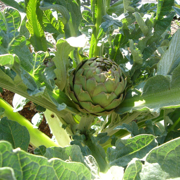 Alcachofa