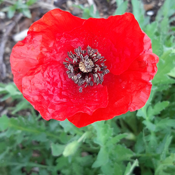 Amapola silvestre
