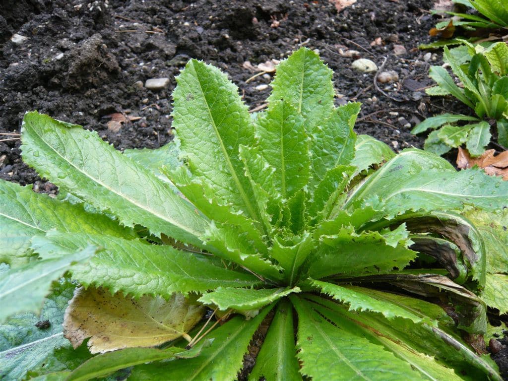 Lechuga opio