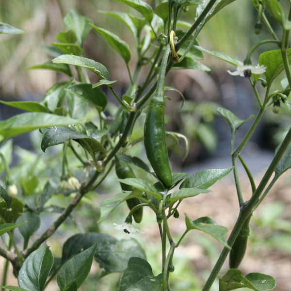 Chile serrano