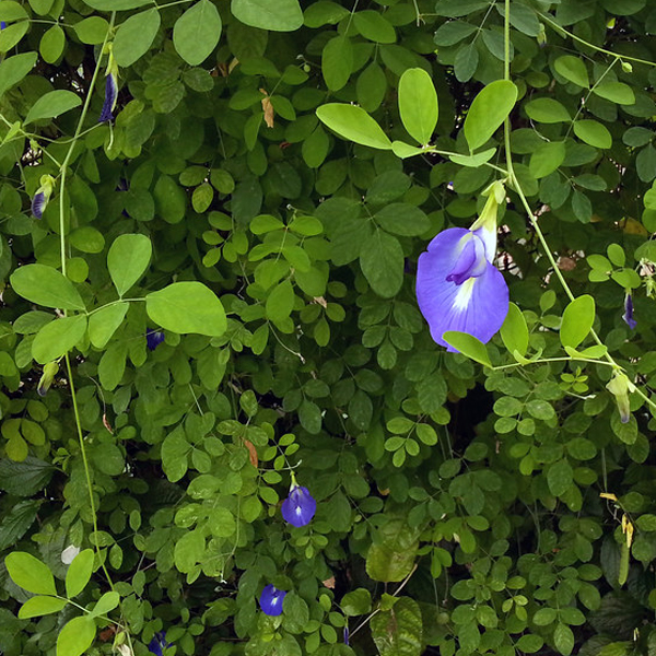 Clitoria o conchita azúl