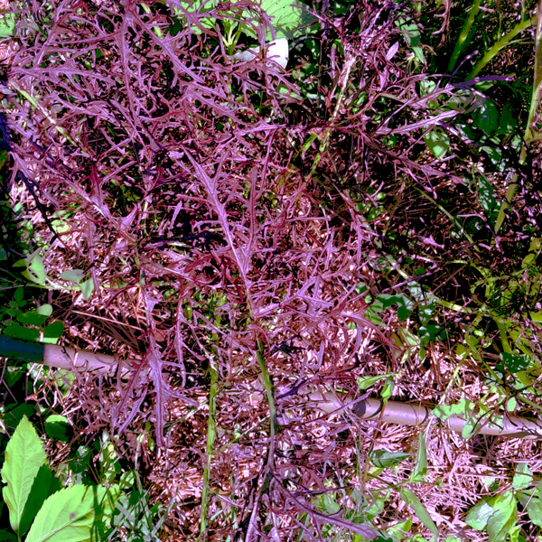 Mostaza mizuna morada