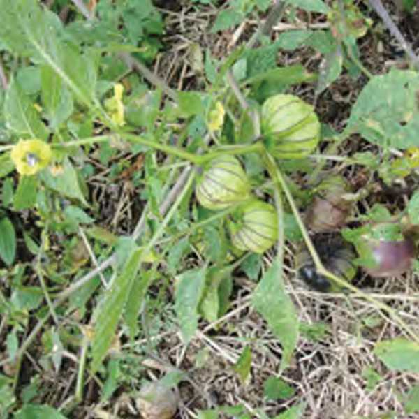 Tomate de cáscara Oaxaca morado
